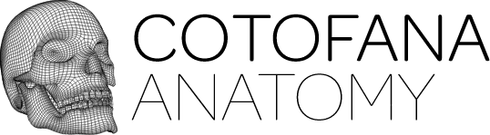 Cotofana Anatomy